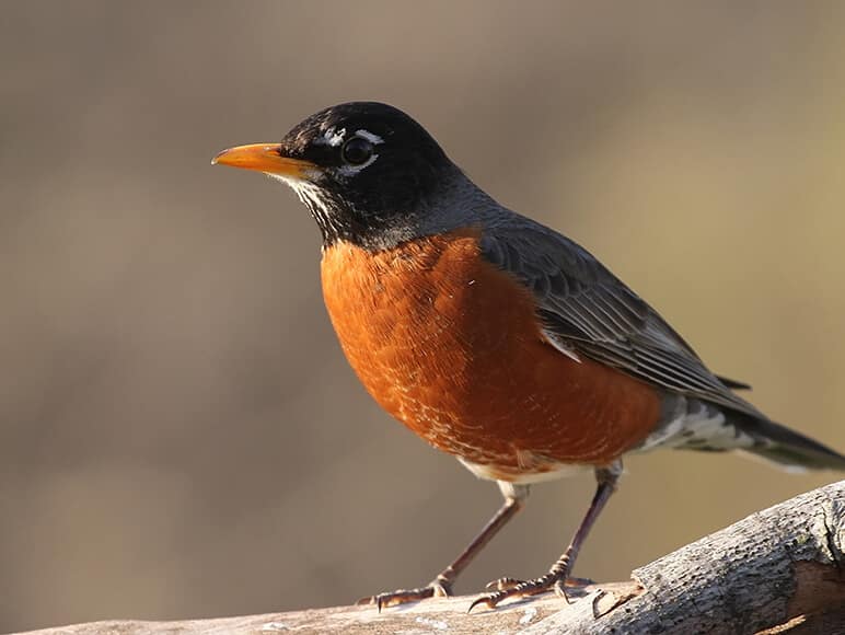 Bird Safety…A Gathering Concern in the Glass Industry!