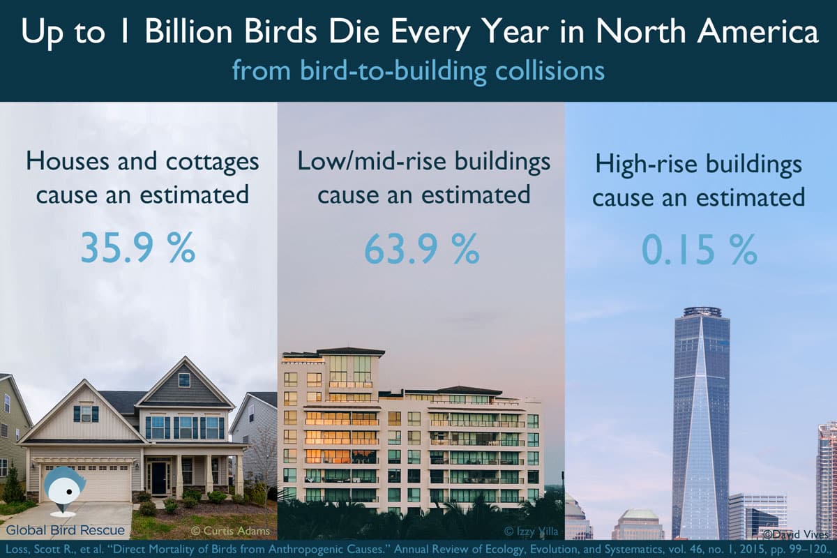 Bird mortality hits home. Bird-friendly glass can help.