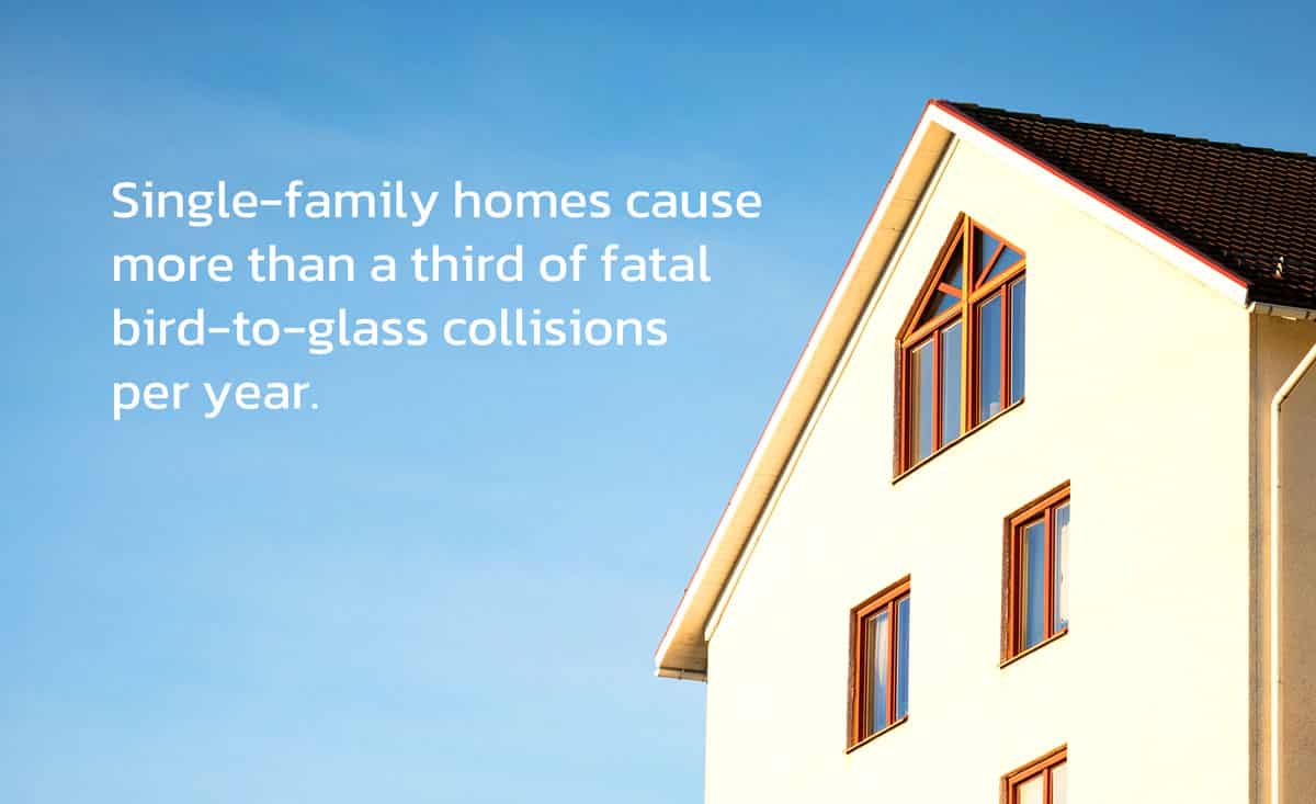 Bird Mortality Hits Home
