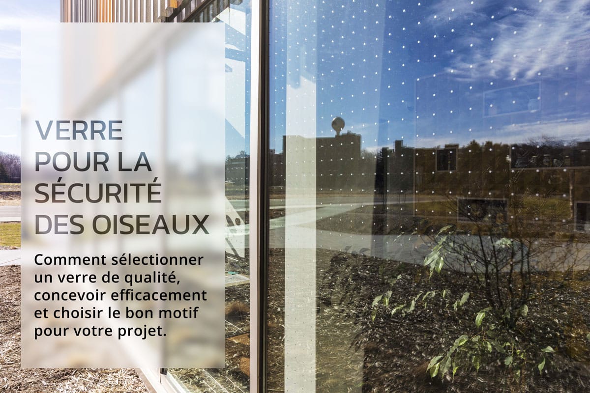 Le verre pour la sécurité des oiseaux – des conseils pour respecter votre budget