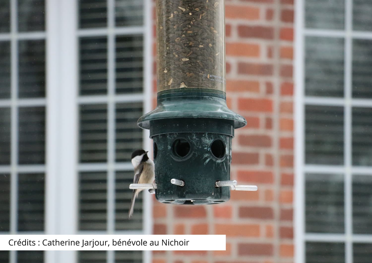 Les collisions d’oiseaux contre les fenêtres, le point de vue d’un centre de réhabilitation