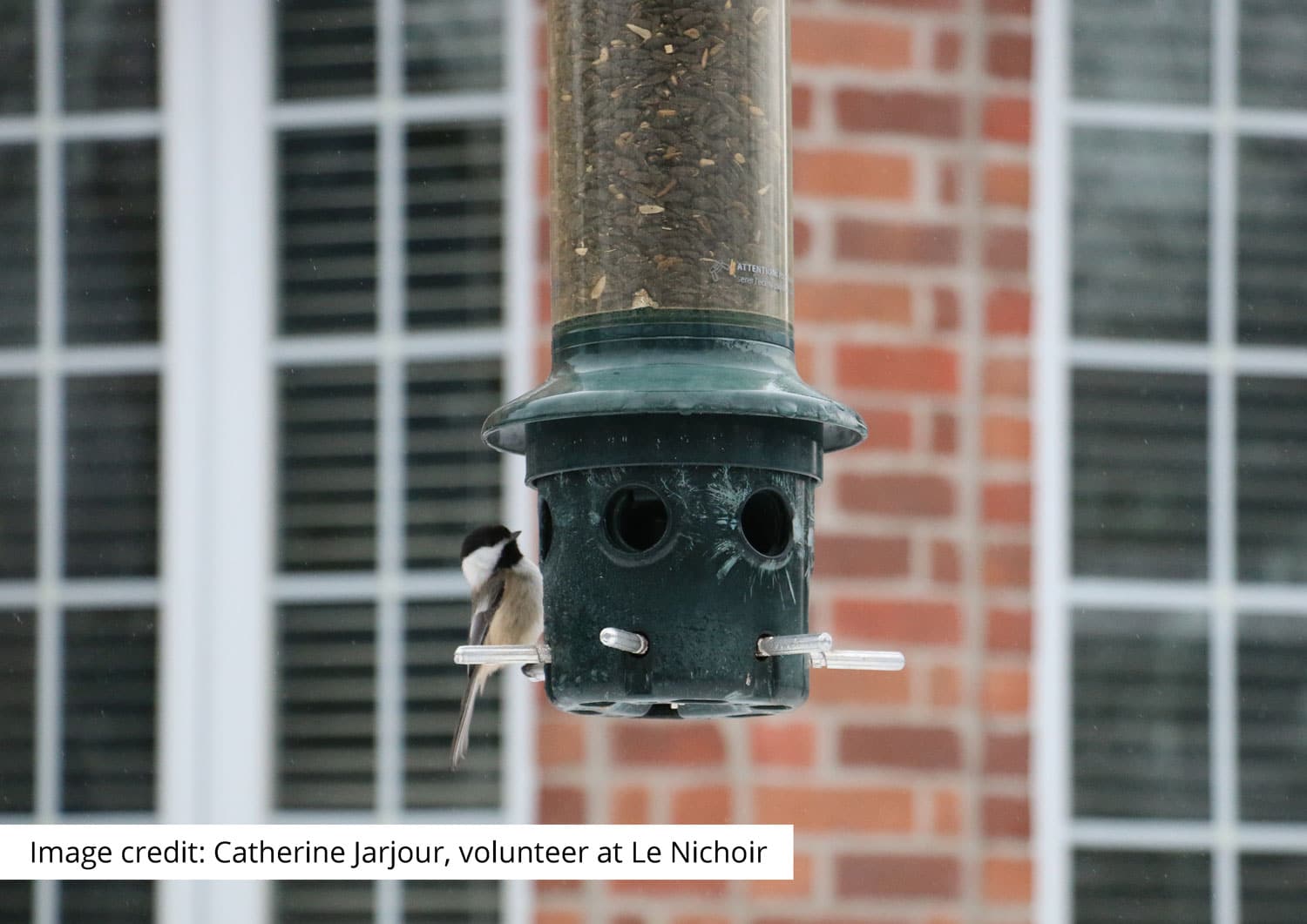 Bird-Window Collisions from a Wild Bird Rehabilitation Centre’s Point of View