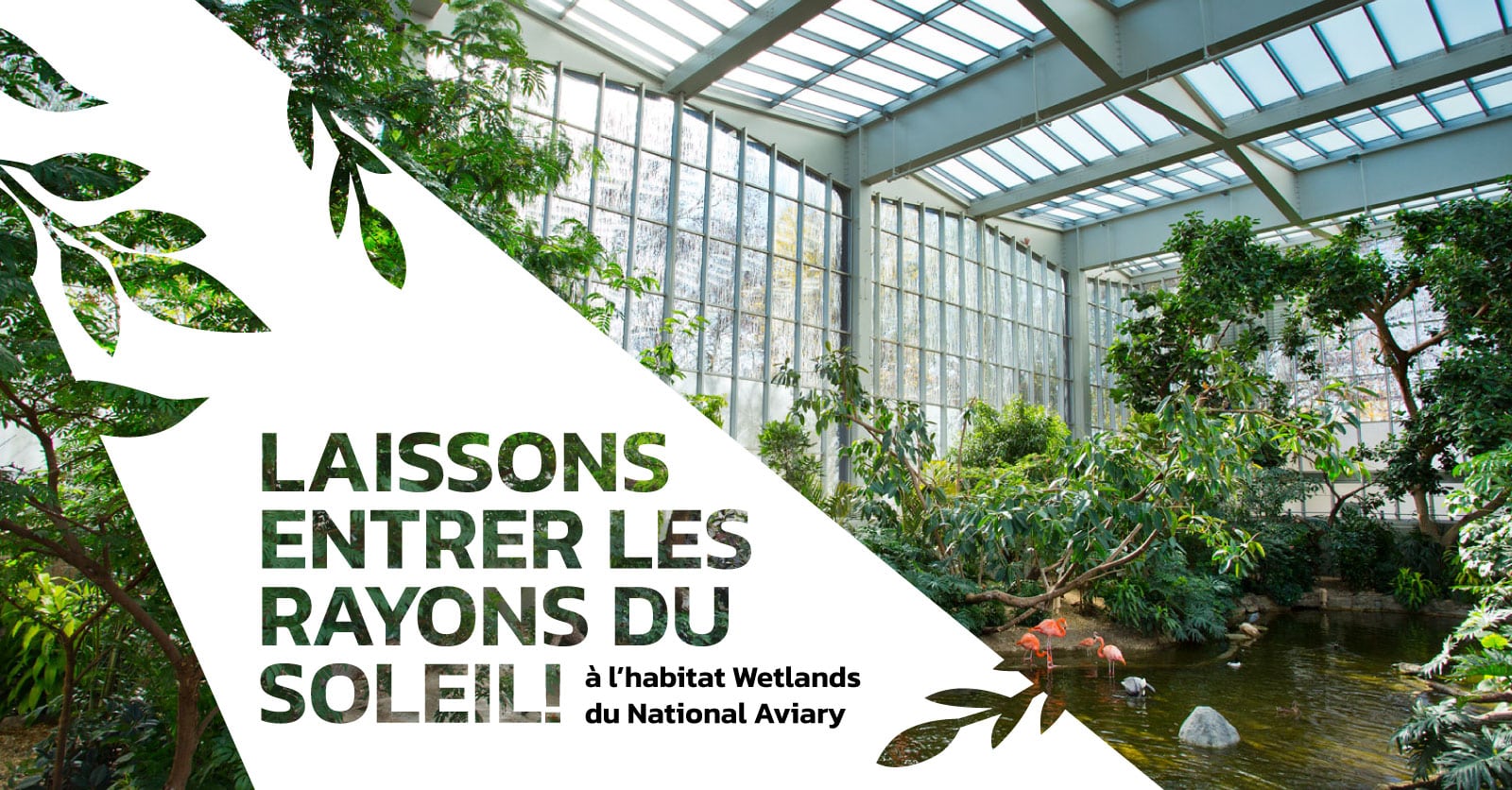 Les rayons du soleil! Comment le verre dépoli à l’acide améliore l’éclairage naturel et sauve la vie des oiseaux à l’habitat Wetlands du National Aviary